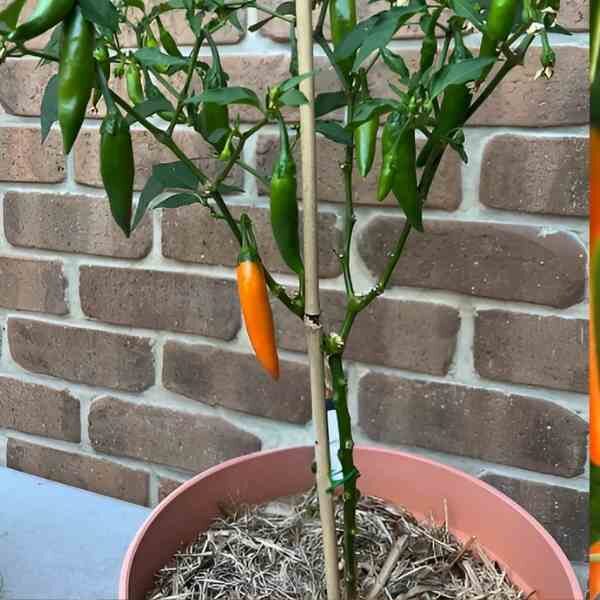 chilli-bulgarian-carrot-seeds-2 chilli-bulgarian-carrot-seeds-2