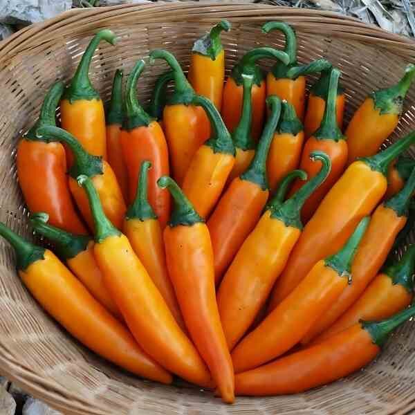 chilli-bulgarian-carrot-seeds-3 chilli-bulgarian-carrot-seeds-3