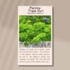 curly-parsley-front (1)
