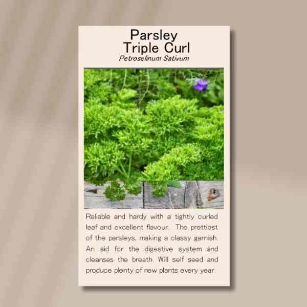 curly-parsley-front (1) curly-parsley-front (1)