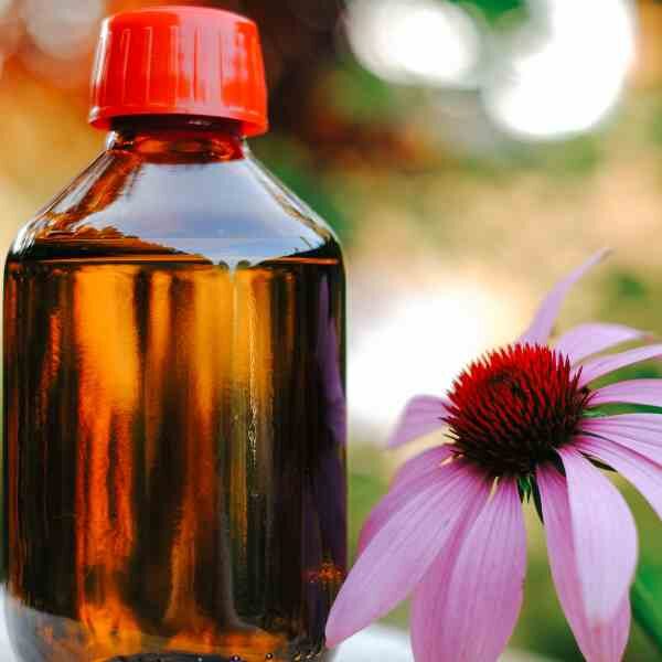 echinacea-seeds-3 echinacea-seeds-3