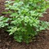 flat-leaf-parsley-seeds-1