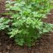 flat-leaf-parsley-seeds-1