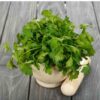 flat-leaf-parsley-seeds-2