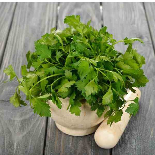 flat-leaf-parsley-seeds-2 flat-leaf-parsley-seeds-2