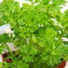 flat-leaf-parsley-seeds-3