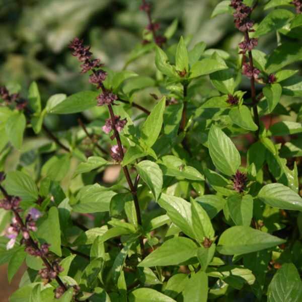 herb-basil-anise-seeds