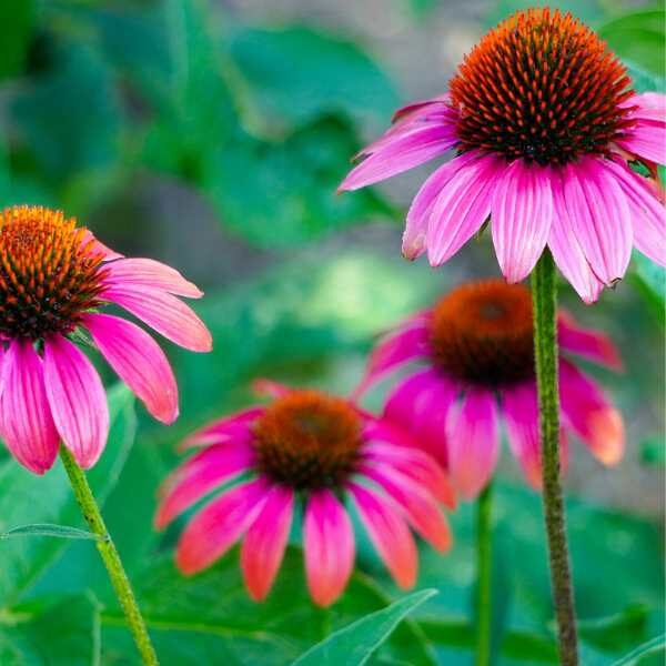 herb-echinacea-seeds