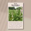 herb-marsh-mallow-front