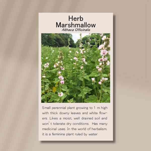 herb-marsh-mallow-front herb-marsh-mallow-front
