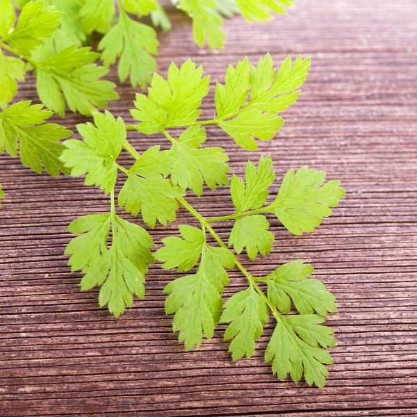 herb=chervil-seeds