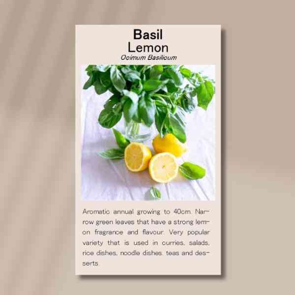 lemon-basil-front lemon-basil-front