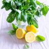 lemon-basil-seeds-1