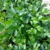top view of a bunch of flat parsley
