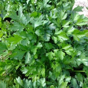 top view of a bunch of flat parsley