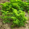 parsley-triple-curl-seeds-1