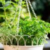 parsley-triple-curl-seeds-3