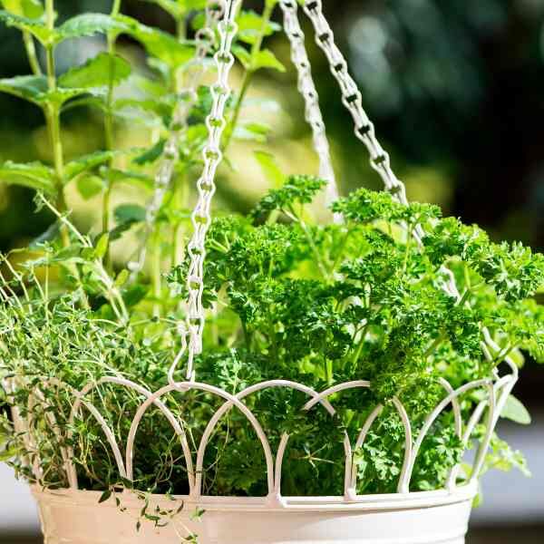 parsley-triple-curl-seeds-3 parsley-triple-curl-seeds-3