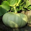 pumpkin-jarrahdale-seeds-1