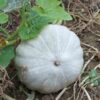 pumpkin-jarrahdale-seeds-2