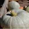 pumpkin-jarrahdale-seeds-3