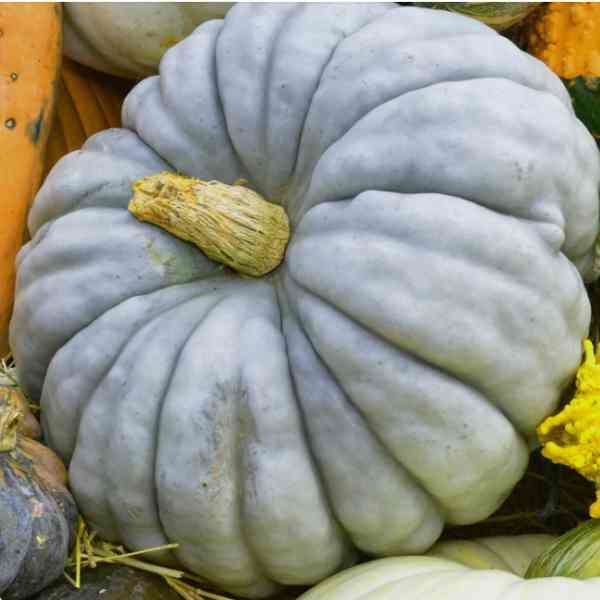 pumpkin-jarrahdale-seeds-4