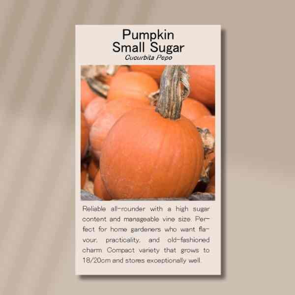 pumpkin-small-sugar-front pumpkin-small-sugar-front