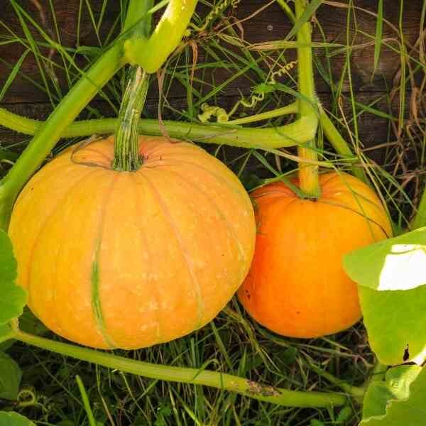 pumpkin-small-sugar-seeds-2 pumpkin-small-sugar-seeds-2