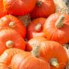 pumpkin-small-sugar-seeds-5