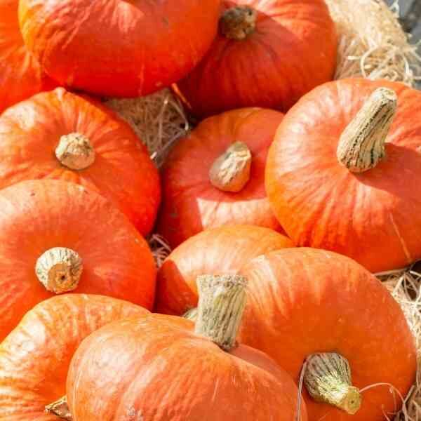 pumpkin-small-sugar-seeds-5
