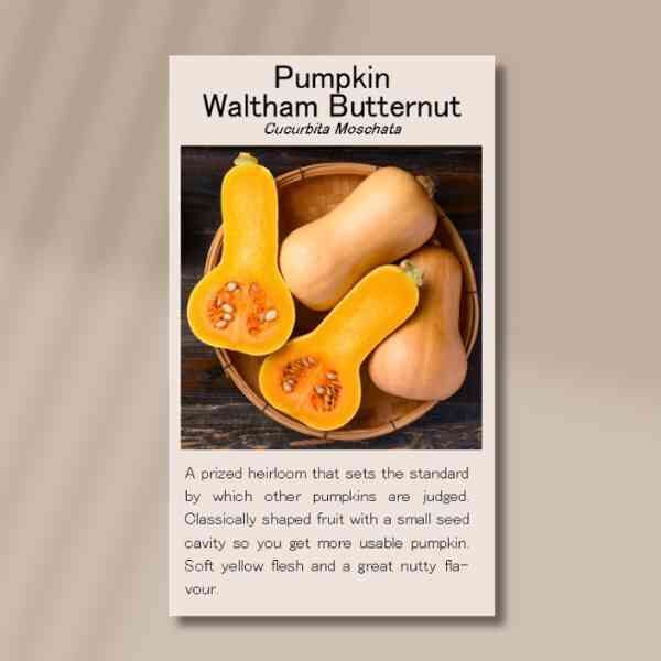 pumpkin-waltham-butternut-front Pumpkin waltham butternut front