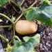 pumpkin-waltham-butternut-seeds-2