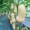 pumpkin-waltham-butternut-seeds-3