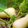 pumpkin-waltham-butternut-seeds-4