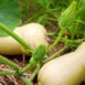 pumpkin-waltham-butternut-seeds-4