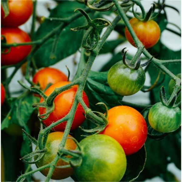 salad-tomato-break-day-seeds