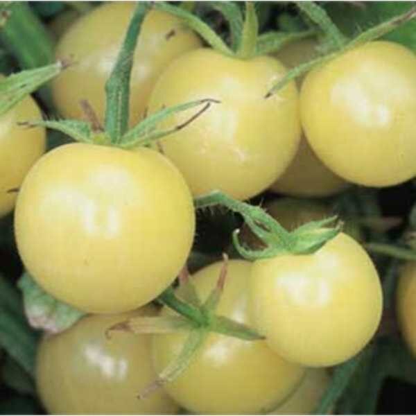 salad-tomato-italian-ice-seeds