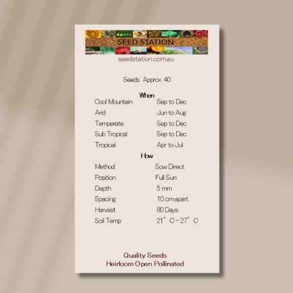 tomatillo-back tomatillo-back