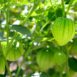 tomatillo-verde-puebla-seeds-1