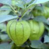 tomatillo-verde-puebla-seeds