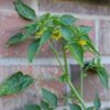 tomatillo-verde-puebla-seeds-3