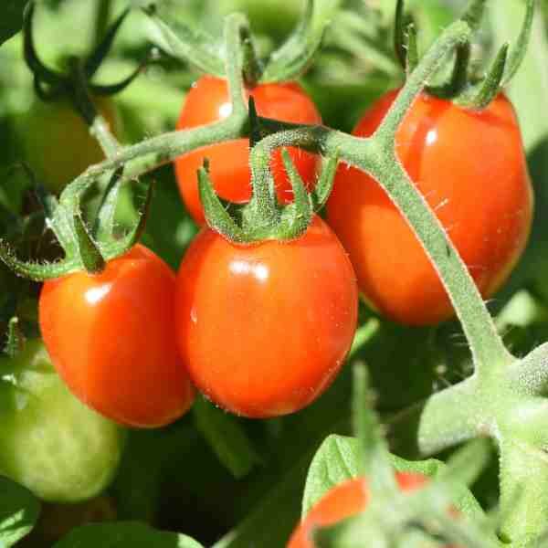 tomato-amish-paste-seeds-1 tomato-amish-paste-seeds-1