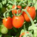 tomato-amish-paste-seeds-1