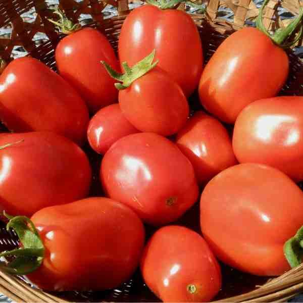 tomato-amish-paste-seeds