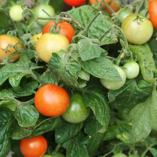 tomato-arcadia-seeds-1 tomato-arcadia-seeds-1
