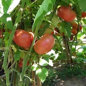 tomato-brandy-wine-pink-seeds-2