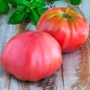 Tomato Brandywine Pink