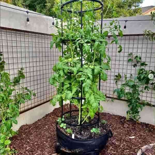 tomato-break-o-day-seeds-12 tomato-break-o-day-seeds-12