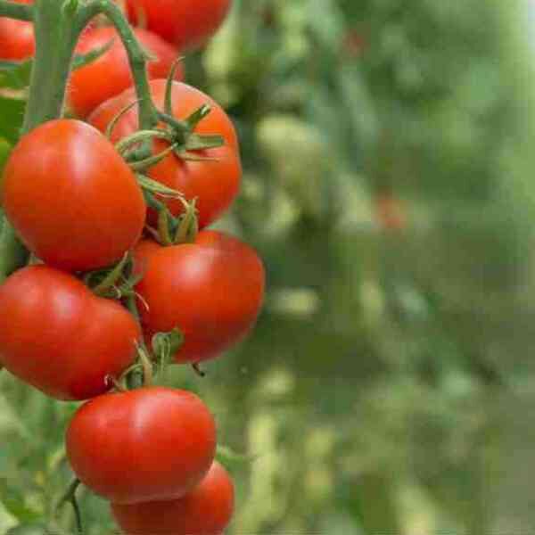 tomato-break-o-day-seeds-14 tomato-break-o-day-seeds-14