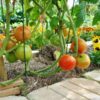 tomato-burnley-gem-seeds-1